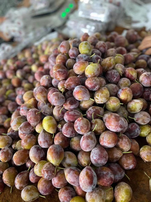 头茬法兰西西梅，特大果，高山自然生长，个头适中，独特的玫瑰香气，颜色➕硬度➕果粉➕口感，糖24，2斤/盒 商品图3