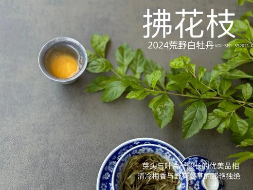 【2024春茶来了】2024荒野白牡丹《拂花枝》，低配的“荒野牡丹王”，清雅的梅花香，配上野有蔓草之味，冷艳绝伦 商品图10