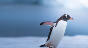 如何让自己少犯错?【好运自学社20】