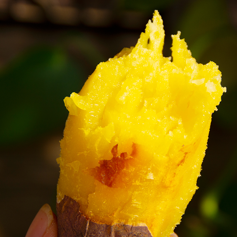 【金时蜜薯】云南高原板栗薯-5斤精选礼盒装、3斤精选家庭装