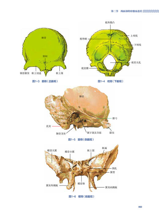 针刀医学应用解剖 第2版 易秉瑛 人体各部位解剖结构 针刀医学临床诊疗实践应用操作指导 中医针灸 人民卫生出版社9787117341714 商品图4