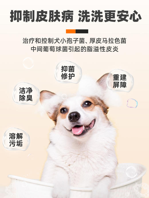 普安特宠物药浴猫癣黑下巴真菌皮肤病专用洗澡沐浴露100ml菲普芬复方硝酸咪康唑 商品图1