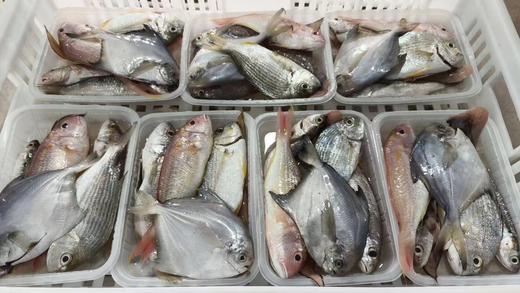 & 鲜货🐟海杂鱼，干煎、杂鱼煲、酱油水煮都非常鲜香 ，好吃不贵！【活冻】 商品图4