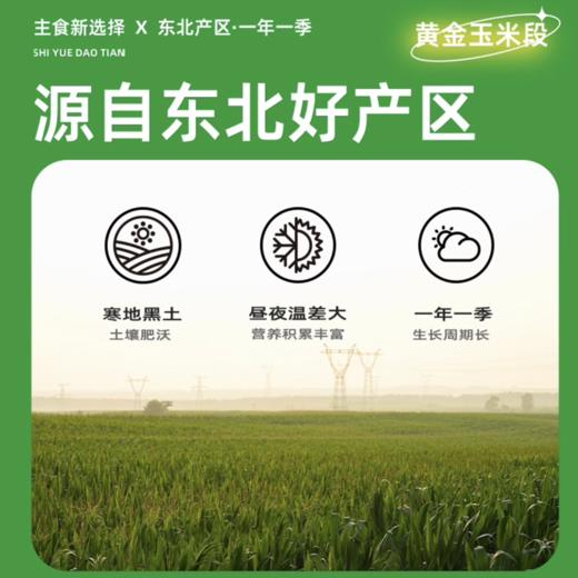 【免切省心装】黄金玉米段/白糯玉米段 8段 800g 商品图7