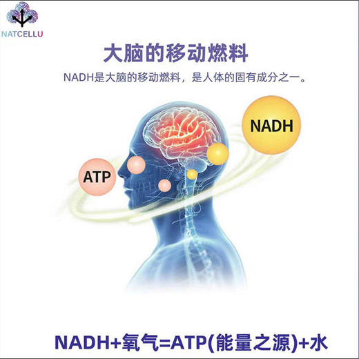 德国NATCELLU线粒体素600.000微克NADH好睡眠补 NAD+30粒 商品图2