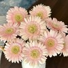 【晨曦粉】非洲菊 圣托里尼 5枝 | 新客福利 商品缩略图2