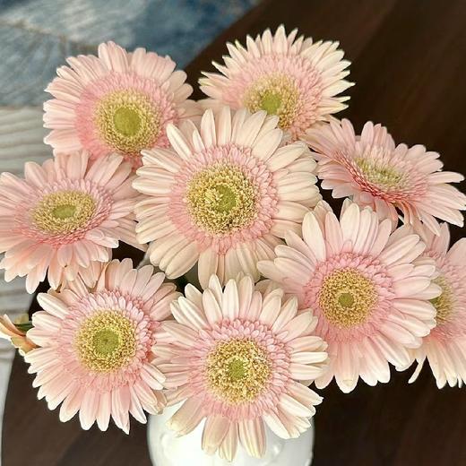 【晨曦粉】非洲菊 圣托里尼 5枝 | 新客福利 商品图2
