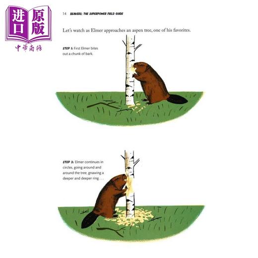 【中商原版】超级英雄野外指南系列科普图画书4册 海狸Beavers 鸵鸟Ostriches 鼹鼠Moles 鳗鱼Eels 英文原版 大自然动物绘本 商品图3