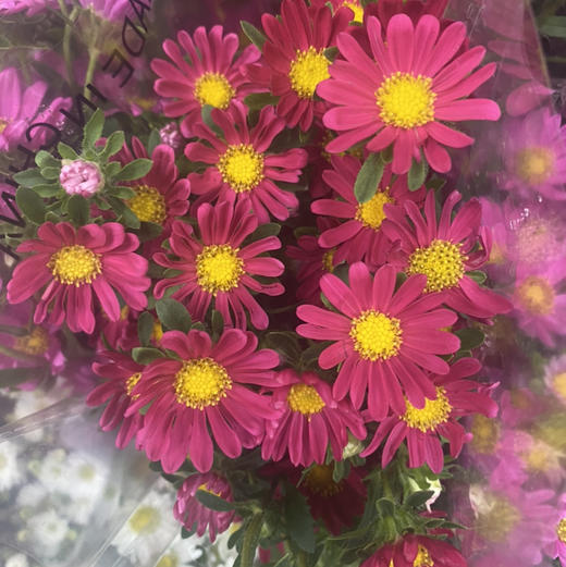 配花-小翠菊-红色 商品图0