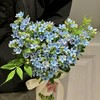 【流星花语】蓝星花 10枝 | 公众号专享 商品缩略图0