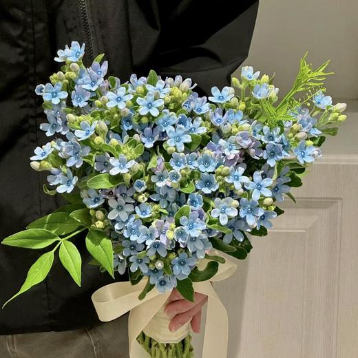 【流星花语】蓝星花 10枝 | 公众号专享 商品图0