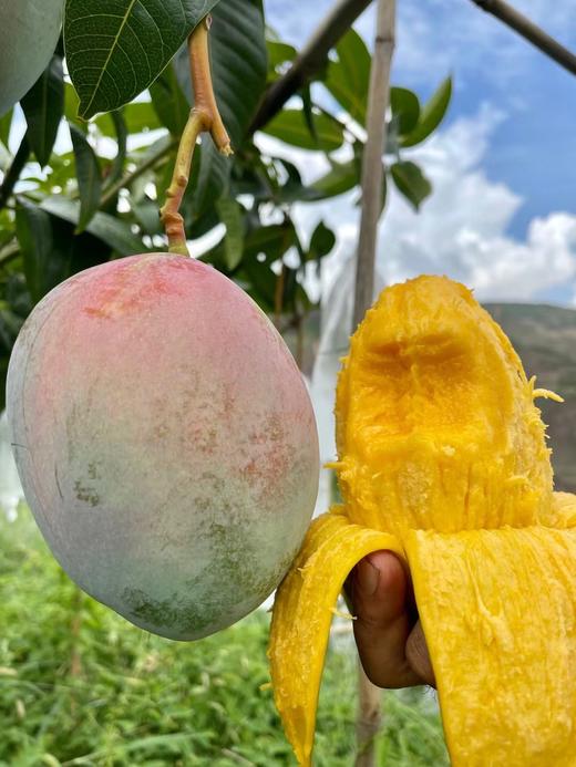 大凉山有机树熟芒果🥭凯特芒 商品图1