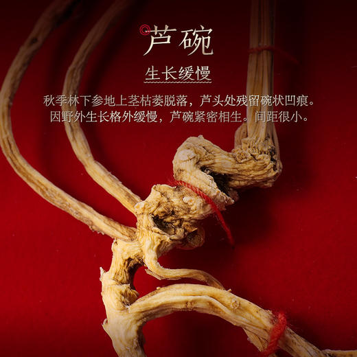 【长白山人参】野山参开窗礼盒50g 商品图2