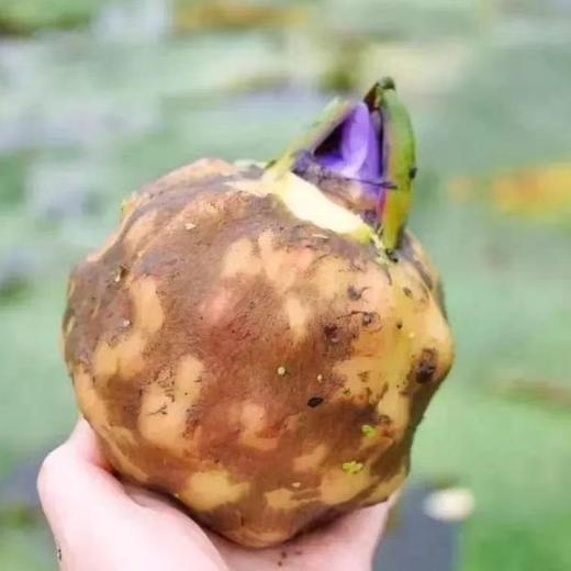 【果蔬精选】苏州鸡头米 水灵弹牙又软糯 女人的不老米 男人的长寿米 鸡头米赛蚌珠圆 商品图4