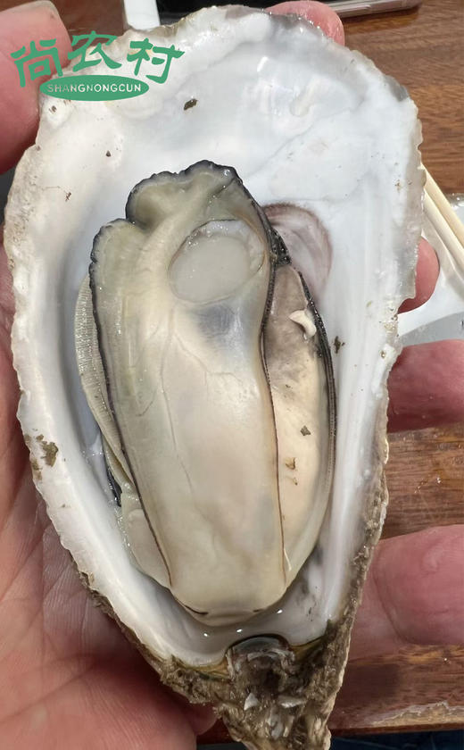 霞关深水区生蚝5斤团购价39.9下单隔天到货！（泡沫箱，冰块，生蚝刀） 商品图0