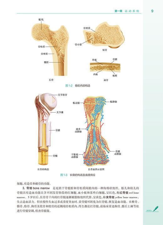 系统解剖学 第4版 崔慧先 孙晋浩 十四五规划全国高等学校教材 供八年制及5+3一体化临床医学等专业用9787117357036人民卫生出版社 商品图3