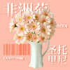 【晨曦粉】非洲菊 圣托里尼 5枝 | 新客福利 商品缩略图1