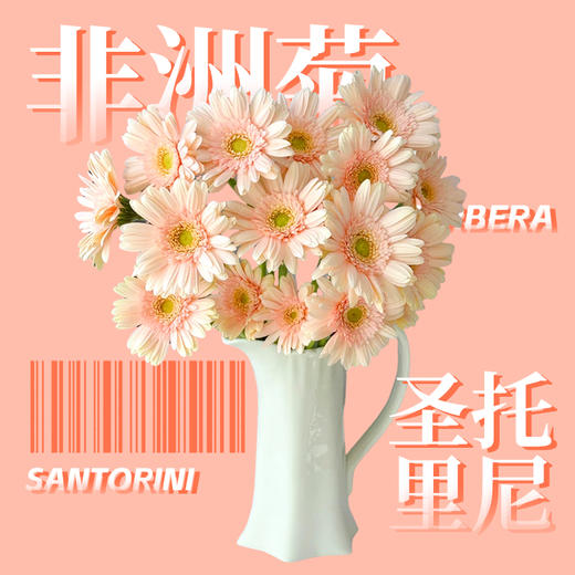 【晨曦粉】非洲菊 圣托里尼 5枝 | 新客福利 商品图1