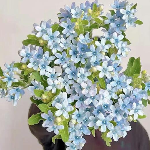 【流星花语】蓝星花 10枝 | 公众号专享 商品图2