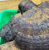 干野生赤灵芝（可切片发货） 商品缩略图1