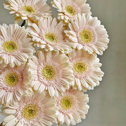 【晨曦粉】非洲菊 圣托里尼 5枝 | 新客福利 商品图3