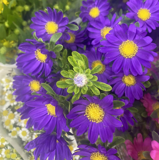 配花-小翠菊-紫色 商品图0
