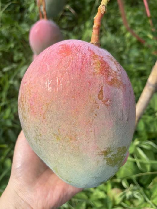 大凉山有机树熟芒果🥭凯特芒 商品图0