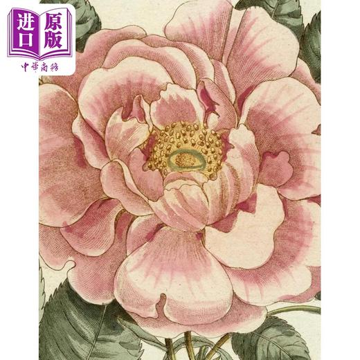 预售 【中商原版】John Derian Picture Book II 进口艺术 约翰 德里安图画书 II 商品图0