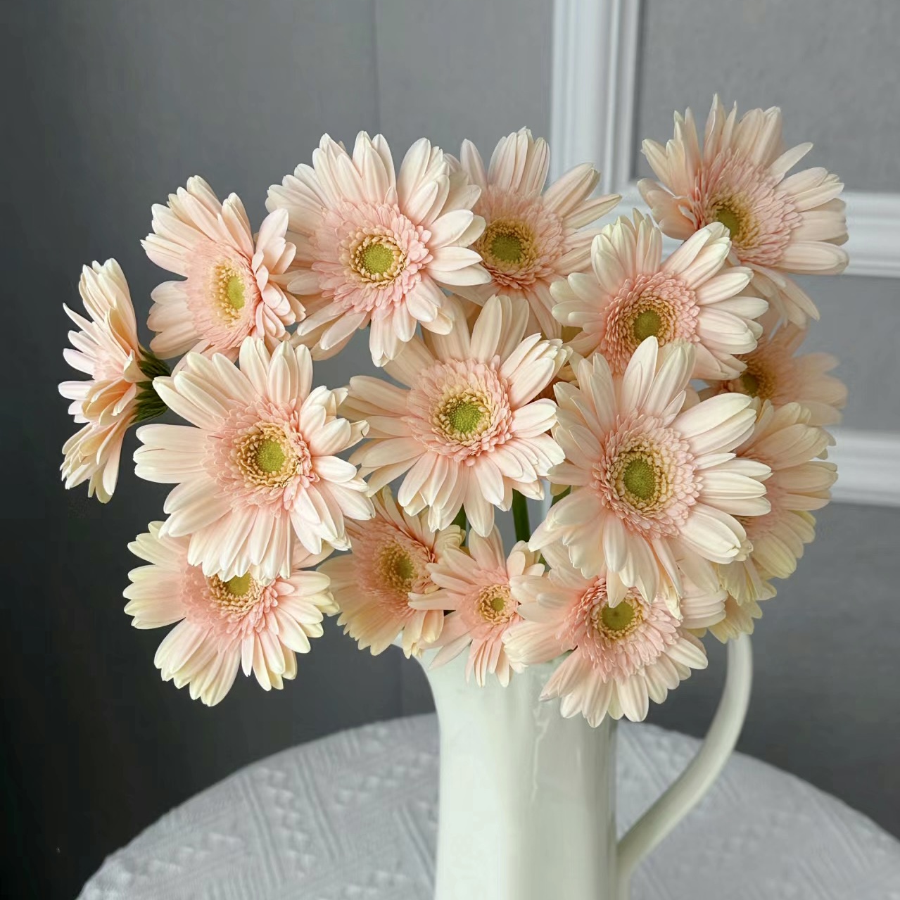 【晨曦粉】非洲菊 圣托里尼 5枝 | 新客福利