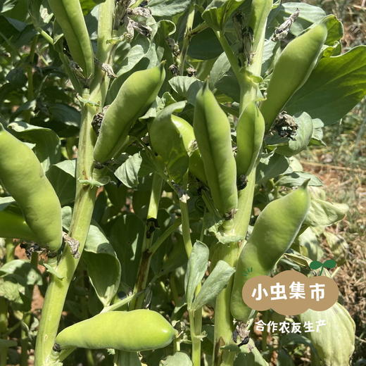 生态干蚕豆 500g/袋 | 合作农友生产，来自云南大理，生产者：谢雪梅 ＆【公平贸易农人定价】 商品图6