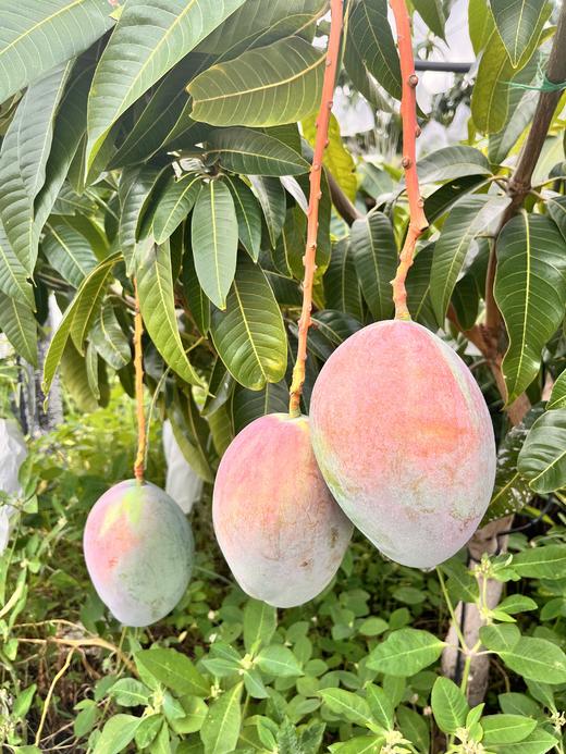 大凉山有机树熟芒果🥭凯特芒 商品图2