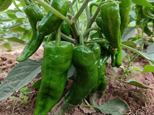 土豆、茄瓜、胡萝卜、甜菜根等、酵素蔬菜组合包 | 自然农耕、六不用种植，时令蔬菜包，各类绿叶蔬菜，小黄姜、萝卜等|| 健源 商品图13