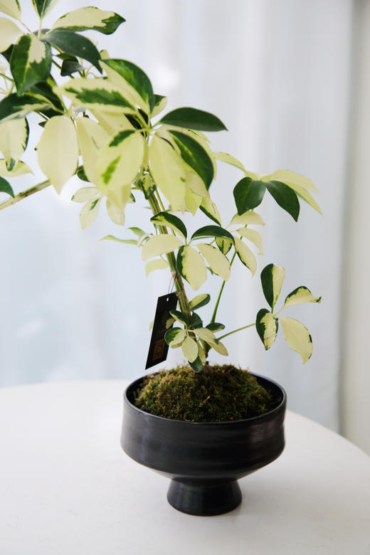 苔藓球花叶招财树 商品图1