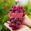 妮娜皇后葡萄 皮薄  甜甜的果粉浓郁葡萄 商品缩略图3