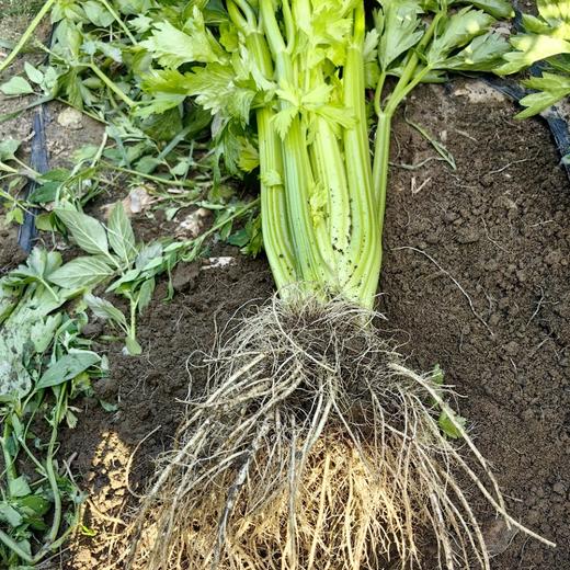 野菜夫人有机蔬菜 品种：大娃娃菜，圆白菜（包菜），生菜，西兰花，西芹，土豆，洋葱，南瓜 商品图11