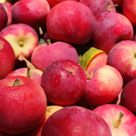 【酸甜可口】花红果 500g/分