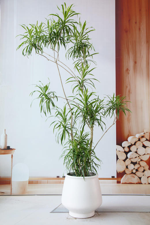 细叶百合竹 商品图0