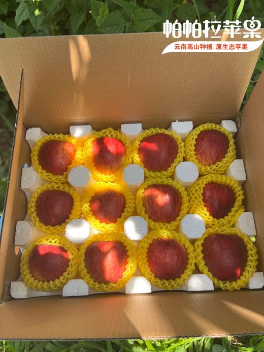 原生态自然熟【云南帕帕拉红露苹果】海拔2000多米高原种植 脆甜多汁 果香浓郁 果酸天然 商品图6