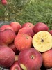 原生态自然熟【云南帕帕拉红露苹果】海拔2000多米高原种植 脆甜多汁 果香浓郁 果酸天然 商品缩略图2