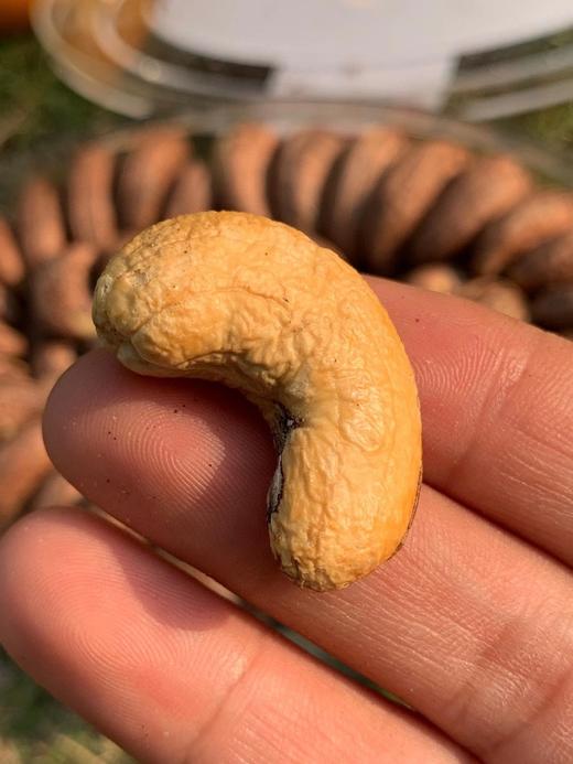 越南纯进口一级虎皮腰果A180+级 380g/盒 商品图3