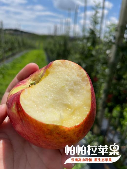 原生态自然熟【云南帕帕拉红露苹果】海拔2000多米高原种植 脆甜多汁 果香浓郁 果酸天然 商品图3