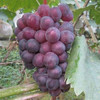 无籽露葡萄(500g±50g) 商品缩略图0