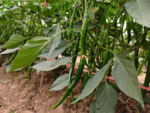 土豆、茄瓜、胡萝卜、甜菜根等、酵素蔬菜组合包 | 自然农耕、六不用种植，时令蔬菜包，各类绿叶蔬菜，小黄姜、萝卜等|| 健源 商品图11