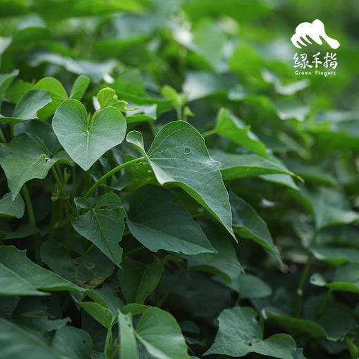 生态红薯苗 | 绿家自产* Eco-Sweet potato seedling | Self-production 商品图3