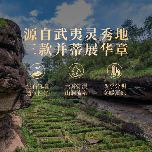 岩语 厚韵大红袍肉桂水仙茶叶礼盒装 特级中火乌龙茶组合装送礼192g 商品图5