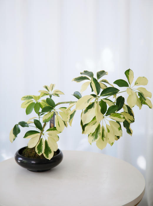 苔藓球花叶招财树 商品图2