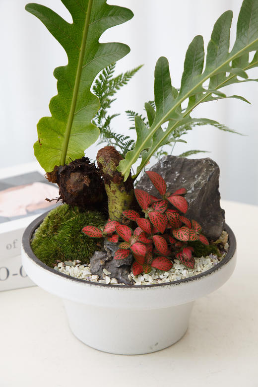 老桩王冠蕨 商品图1