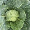 土豆、茄瓜、胡萝卜、甜菜根等、酵素蔬菜组合包 | 自然农耕、六不用种植，时令蔬菜包，各类绿叶蔬菜，小黄姜、萝卜等|| 健源 商品缩略图3