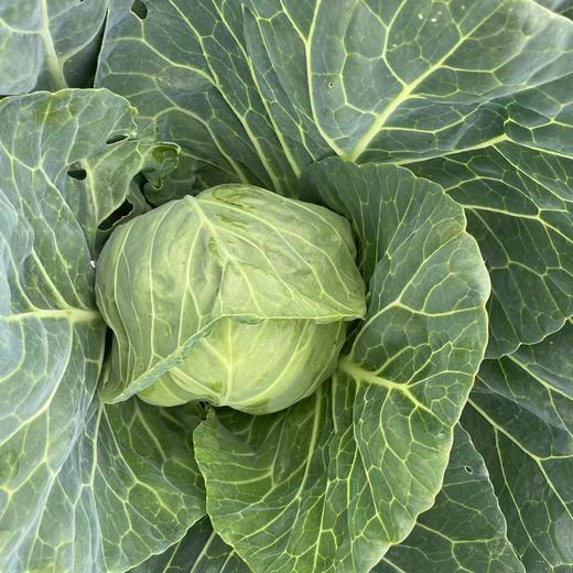 土豆、茄瓜、胡萝卜、甜菜根等、酵素蔬菜组合包 | 自然农耕、六不用种植，时令蔬菜包，各类绿叶蔬菜，小黄姜、萝卜等|| 健源 商品图3