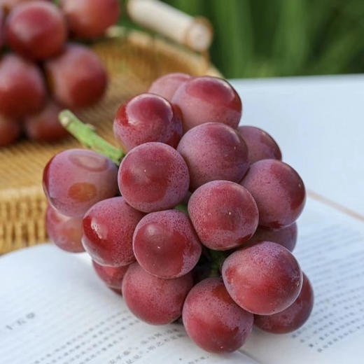 【自营】云南妮娜皇后【顺丰/京东】2斤礼盒装(约8~12g) 商品图2